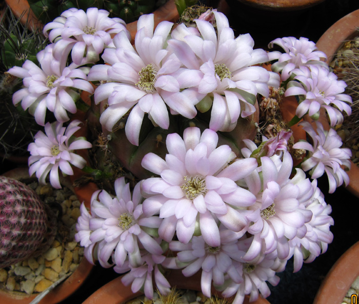 Gymnocalycium damsii cv. RED BLUSH